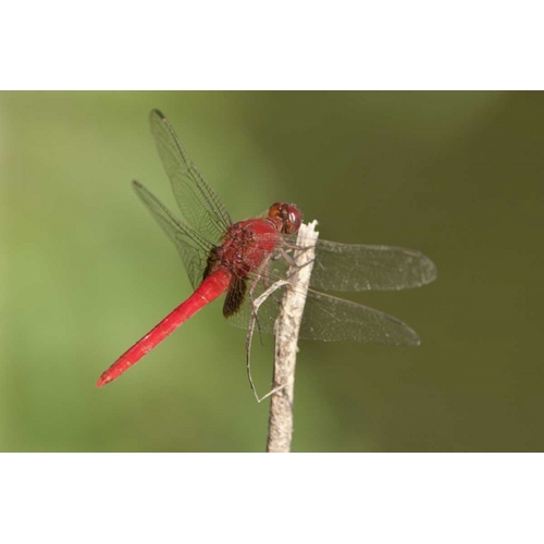 TX, Santa Ana NWR Male claret pondhawk dragonfly